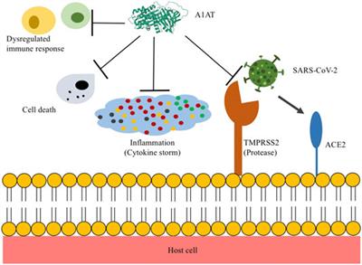 Alpha-1 Antitrypsin for COVID-19 Treatment: Dual Role in Antiviral Infection and Anti-Inflammation